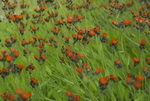 Devil's Paintbrush